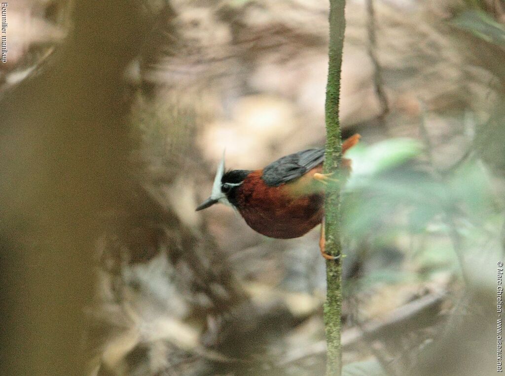 White-plumed Antbird