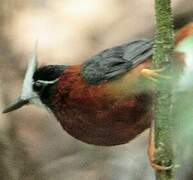 White-plumed Antbird