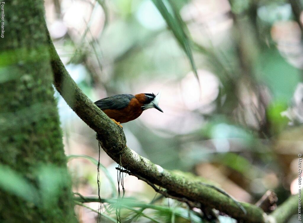 White-plumed Antbird