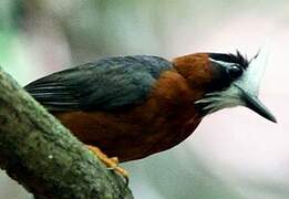 White-plumed Antbird