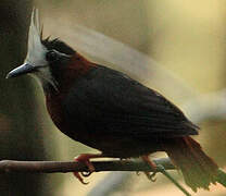 White-plumed Antbird