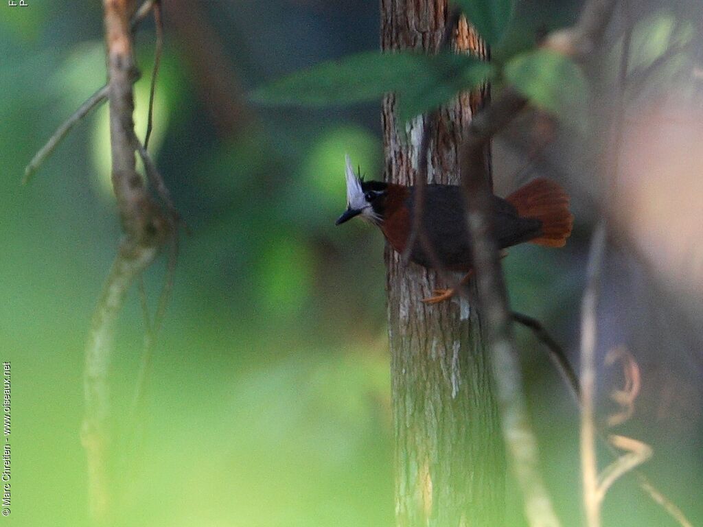 White-plumed Antbird