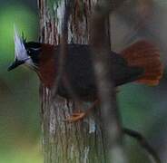 White-plumed Antbird