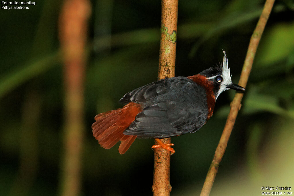 White-plumed Antbird