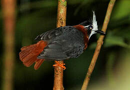 White-plumed Antbird