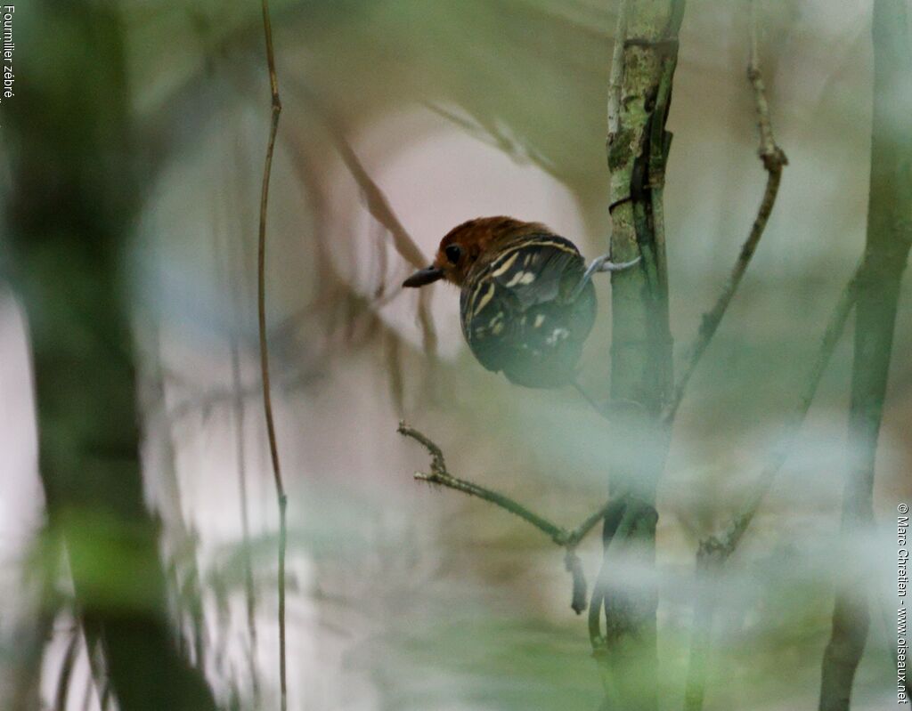 Common Scale-backed Antbird female