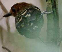 Common Scale-backed Antbird