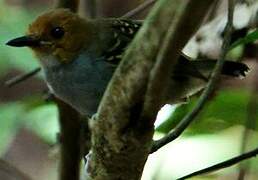 Common Scale-backed Antbird