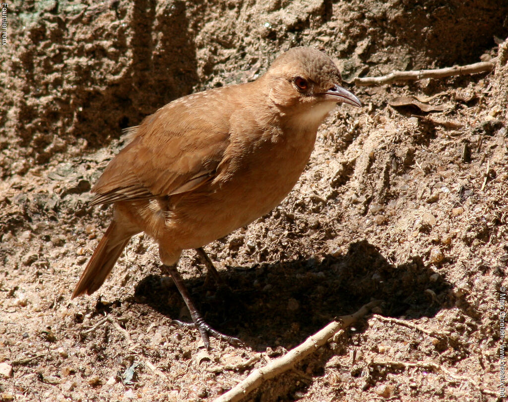 Rufous Hornero