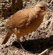 Rufous Hornero