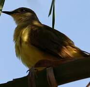 Rufous Hornero