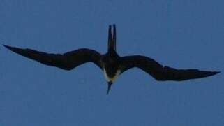 Magnificent Frigatebird