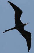 Magnificent Frigatebird