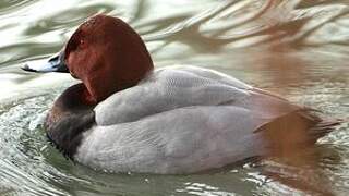 Common Pochard