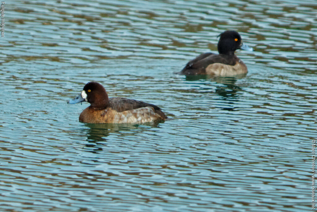 Greater Scaup female