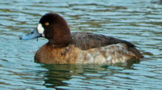 Greater Scaup