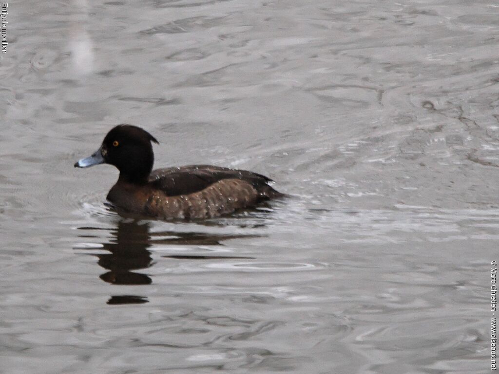 Tufted Duck