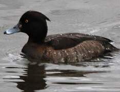 Tufted Duck