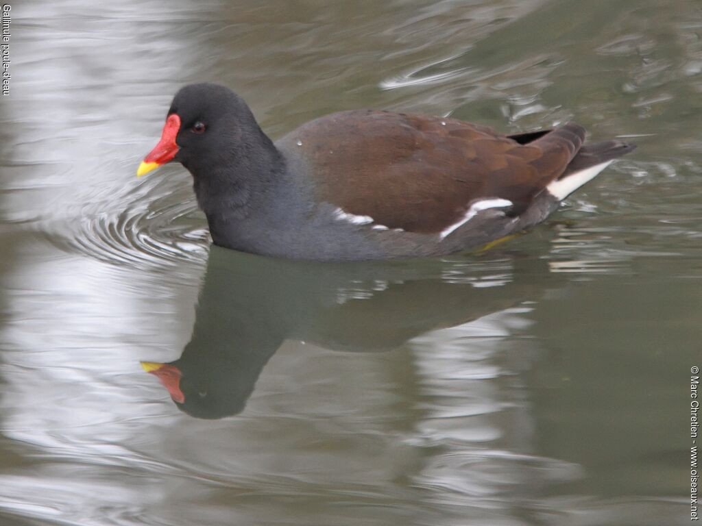 Gallinule poule-d'eauadulte