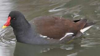 Gallinule poule-d'eau