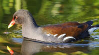 Gallinule poule-d'eau