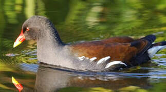 Common Moorhen