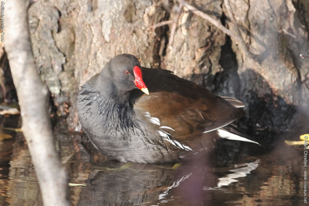 Common Moorhen male adult