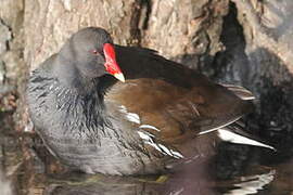 Gallinule poule-d'eau