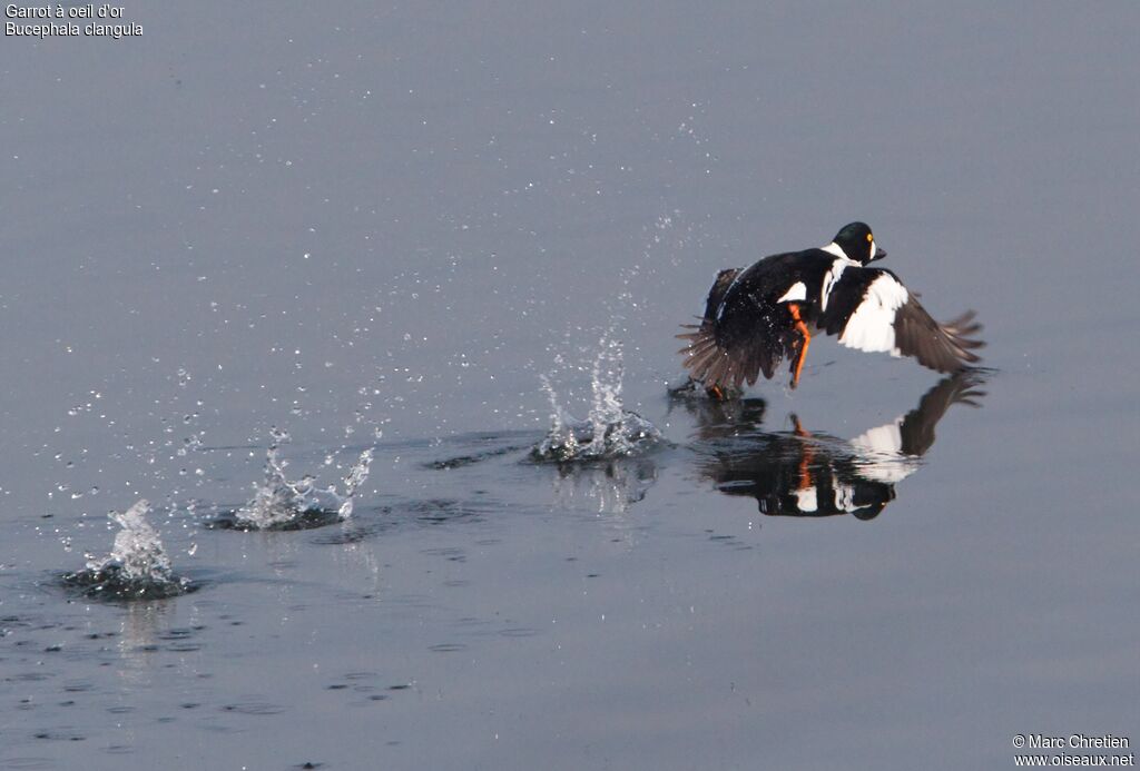 Common Goldeneye male adult