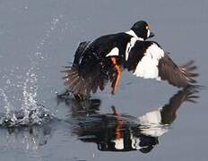 Common Goldeneye