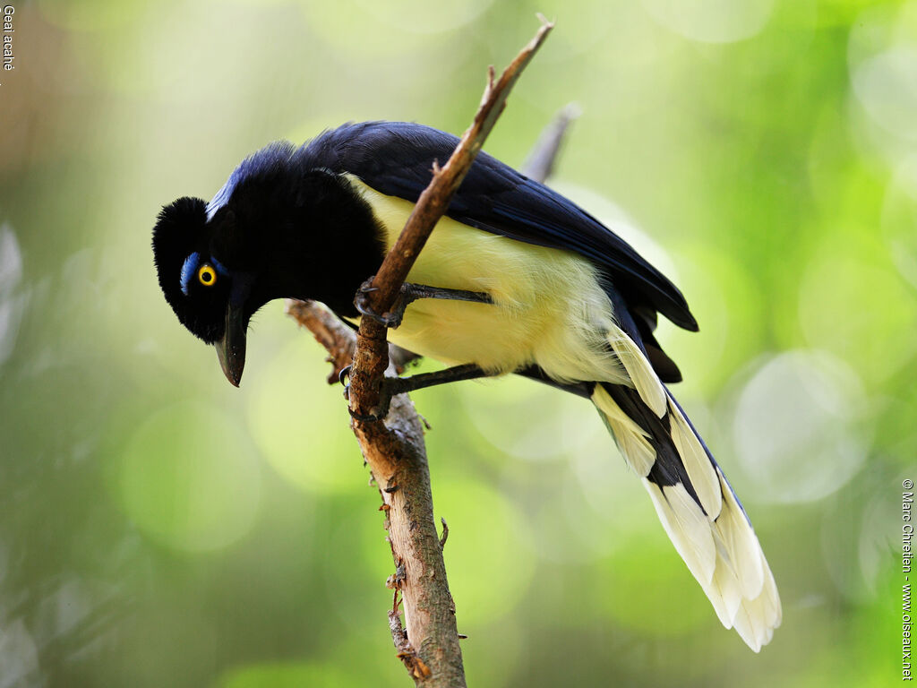 Plush-crested Jayadult