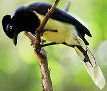 Plush-crested Jay