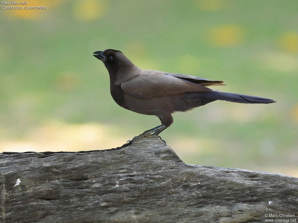 Purplish Jayadult