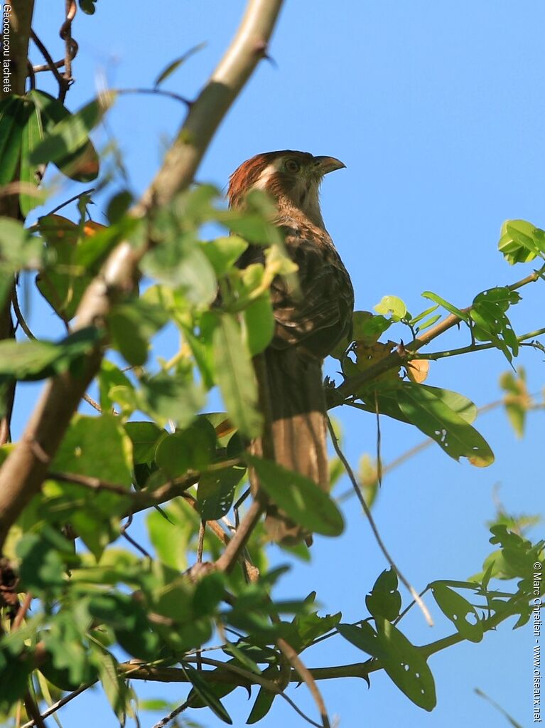 Striped Cuckooadult