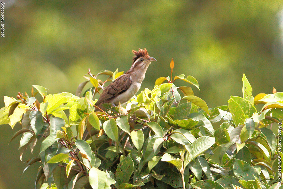 Striped Cuckoo