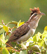 Striped Cuckoo