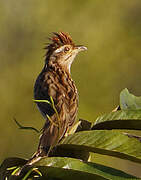 Striped Cuckoo