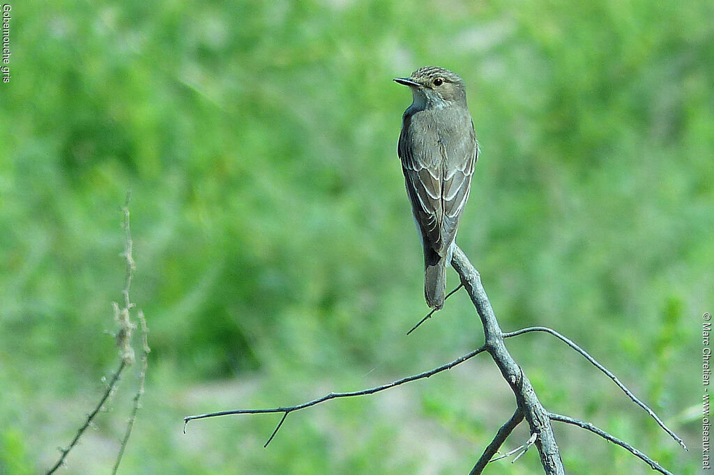 Spotted Flycatcher