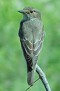 Spotted Flycatcher