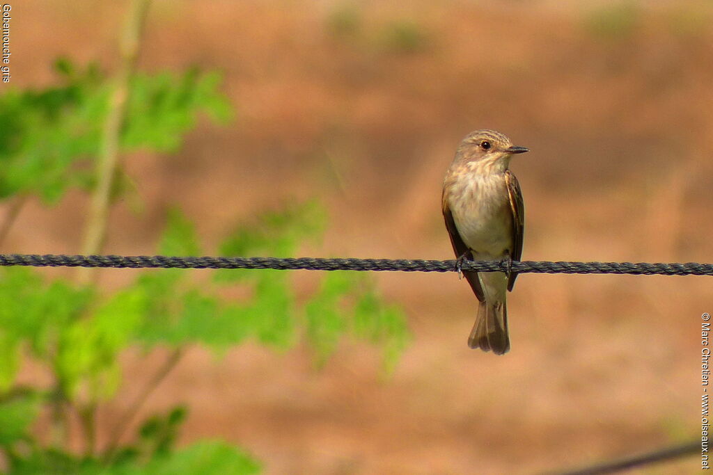 Spotted Flycatcher