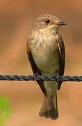 Spotted Flycatcher