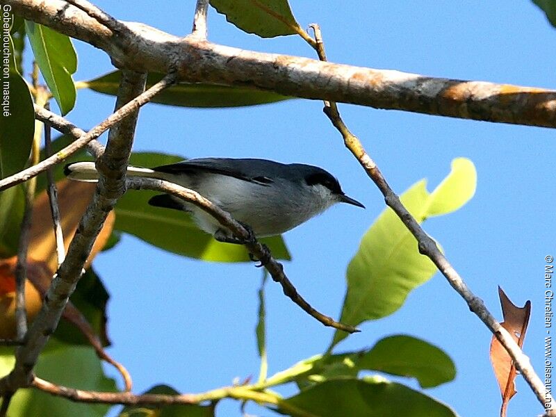 Masked Gnatcatcher male adult