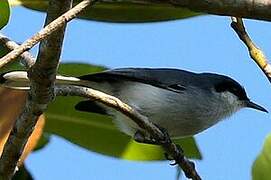 Masked Gnatcatcher