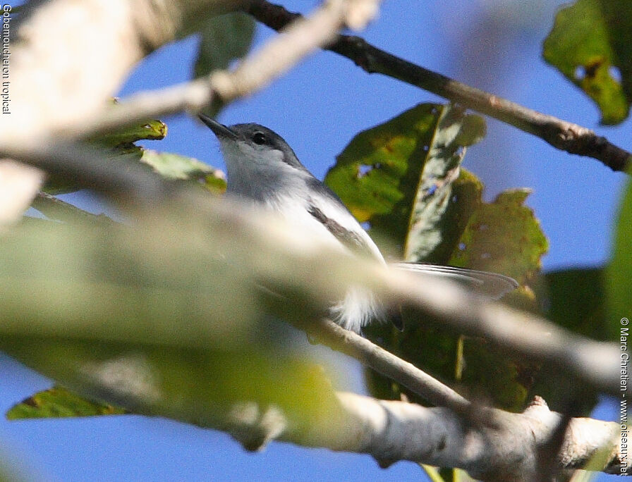 Tropical Gnatcatcher male