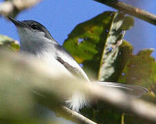 Tropical Gnatcatcher