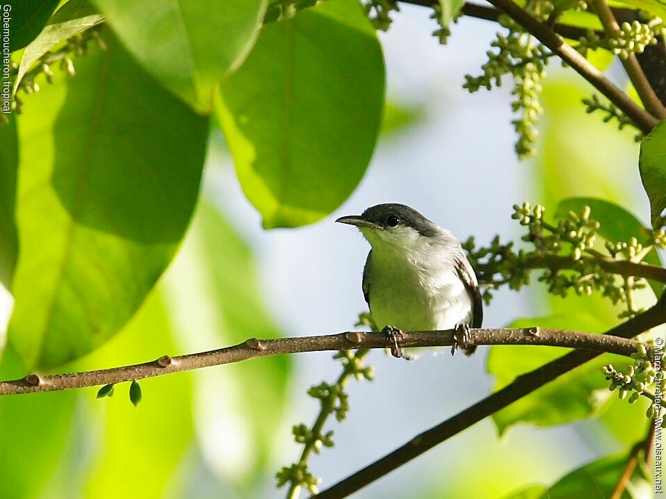 Tropical Gnatcatcher male adult