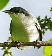 Tropical Gnatcatcher