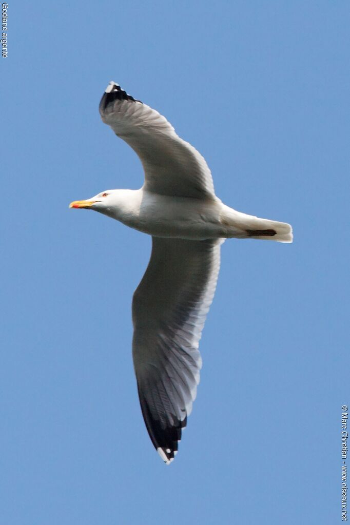 European Herring Gull