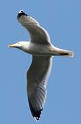 European Herring Gull