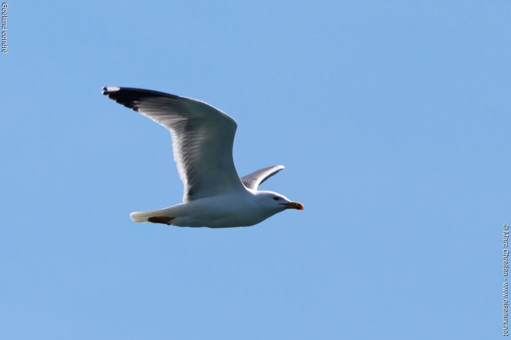 Common Gull